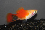 Platy Mickey